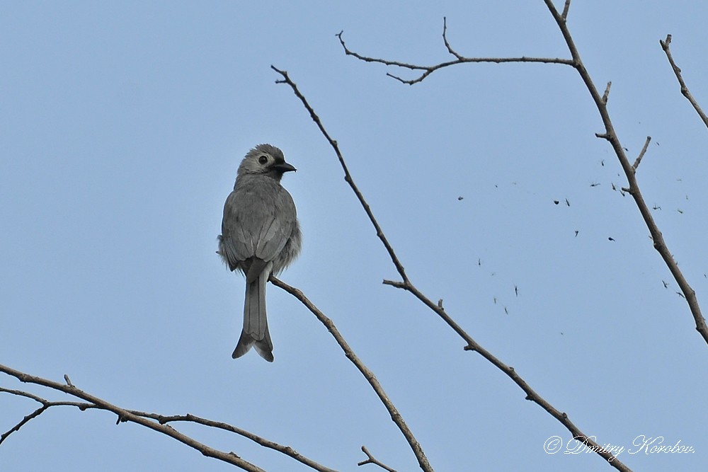 Ashy Drongo (Hainan/White-cheeked/White-lored) - ML204919671