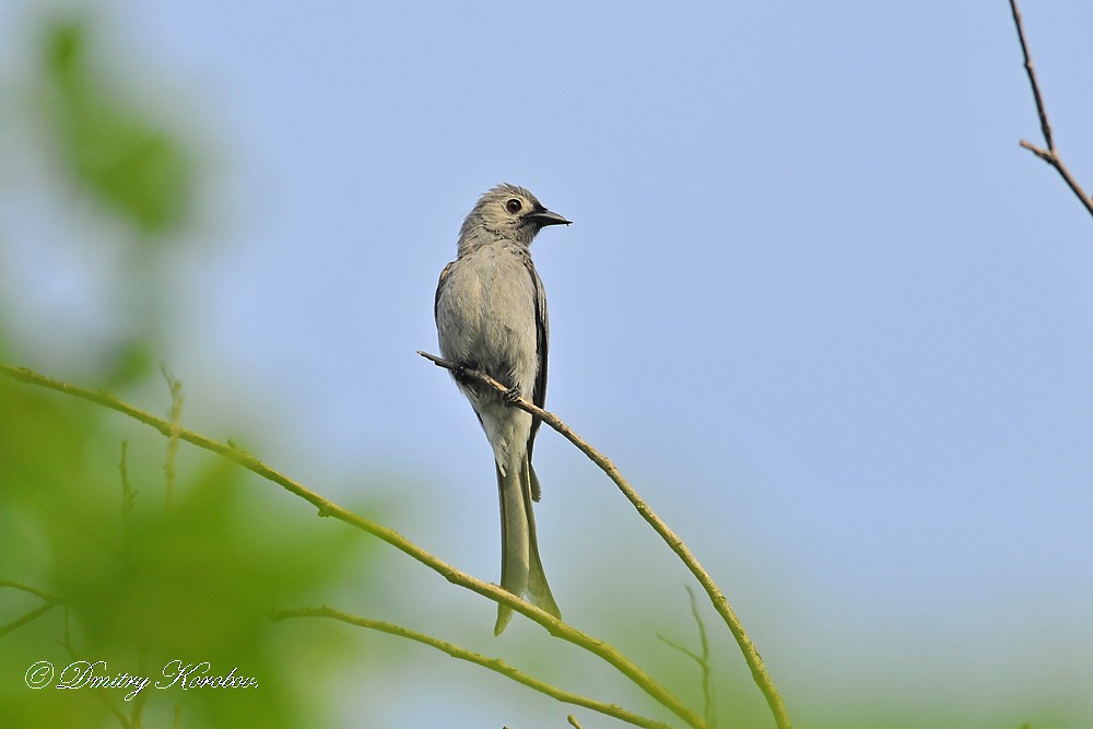 drongo kouřový (innexus/leucogenis/salangensis) - ML204919681