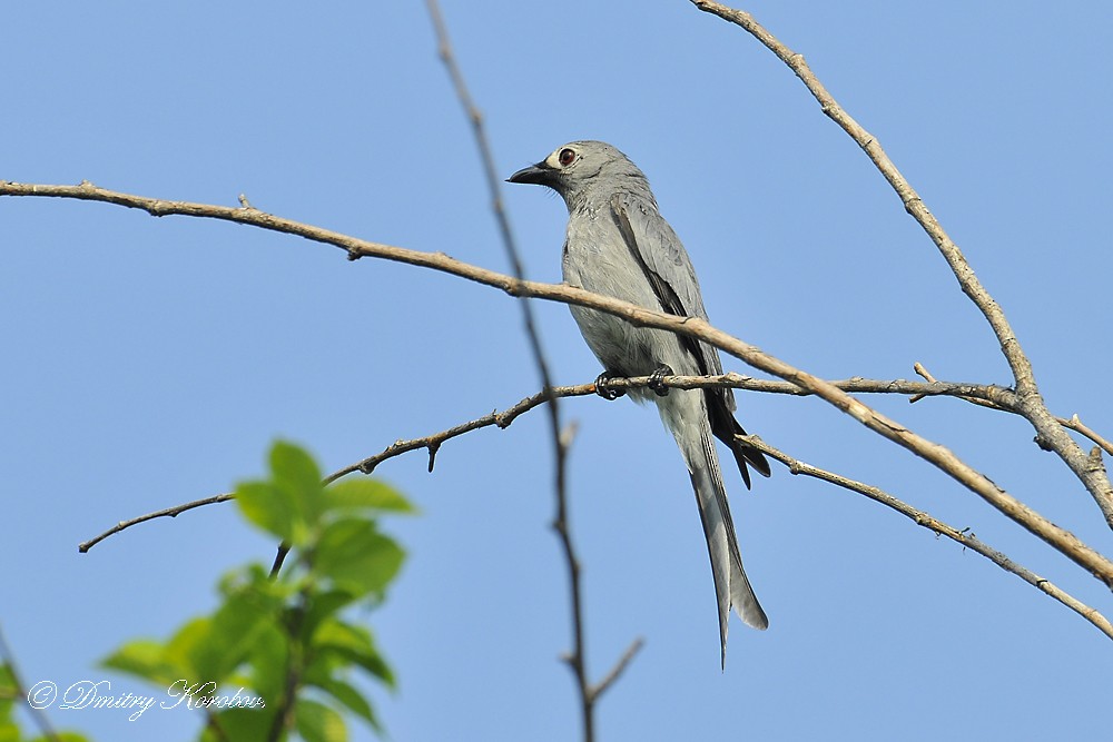 Ashy Drongo (Hainan/White-cheeked/White-lored) - ML204919691