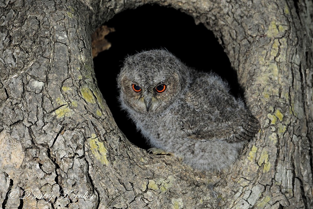 Japanese Scops-Owl - ML204919701