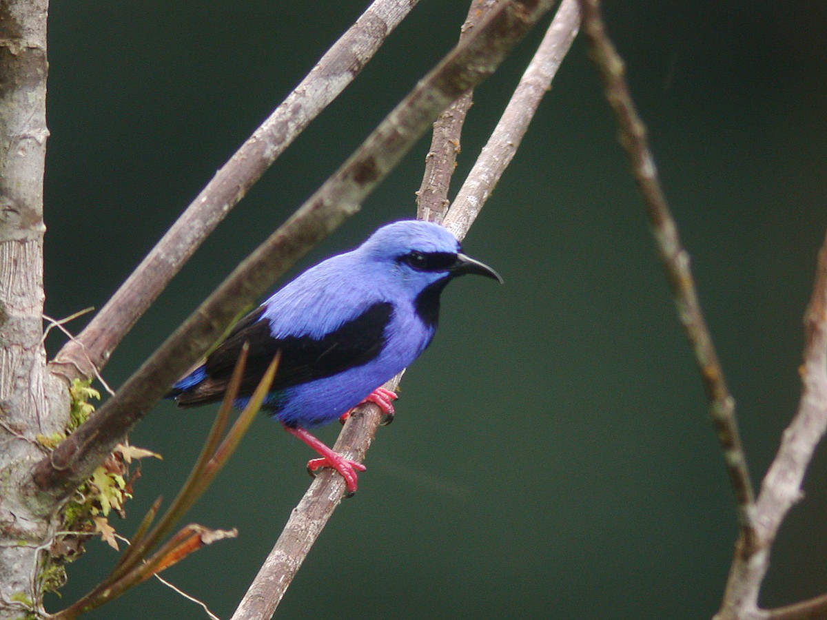 Short-billed Honeycreeper - Roger Ahlman