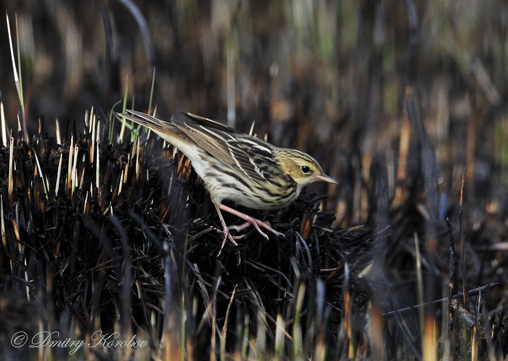 Pechora Pipit (Menzbier's) - ML204919711