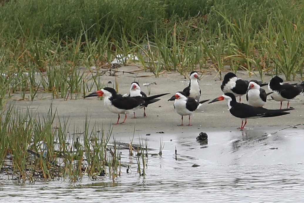 Black Skimmer - ML204919811