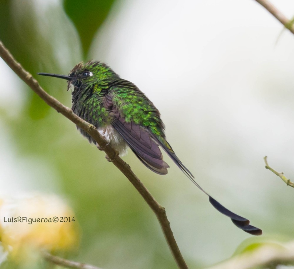 Colibrí de Raquetas Faldiblanco - ML204920571