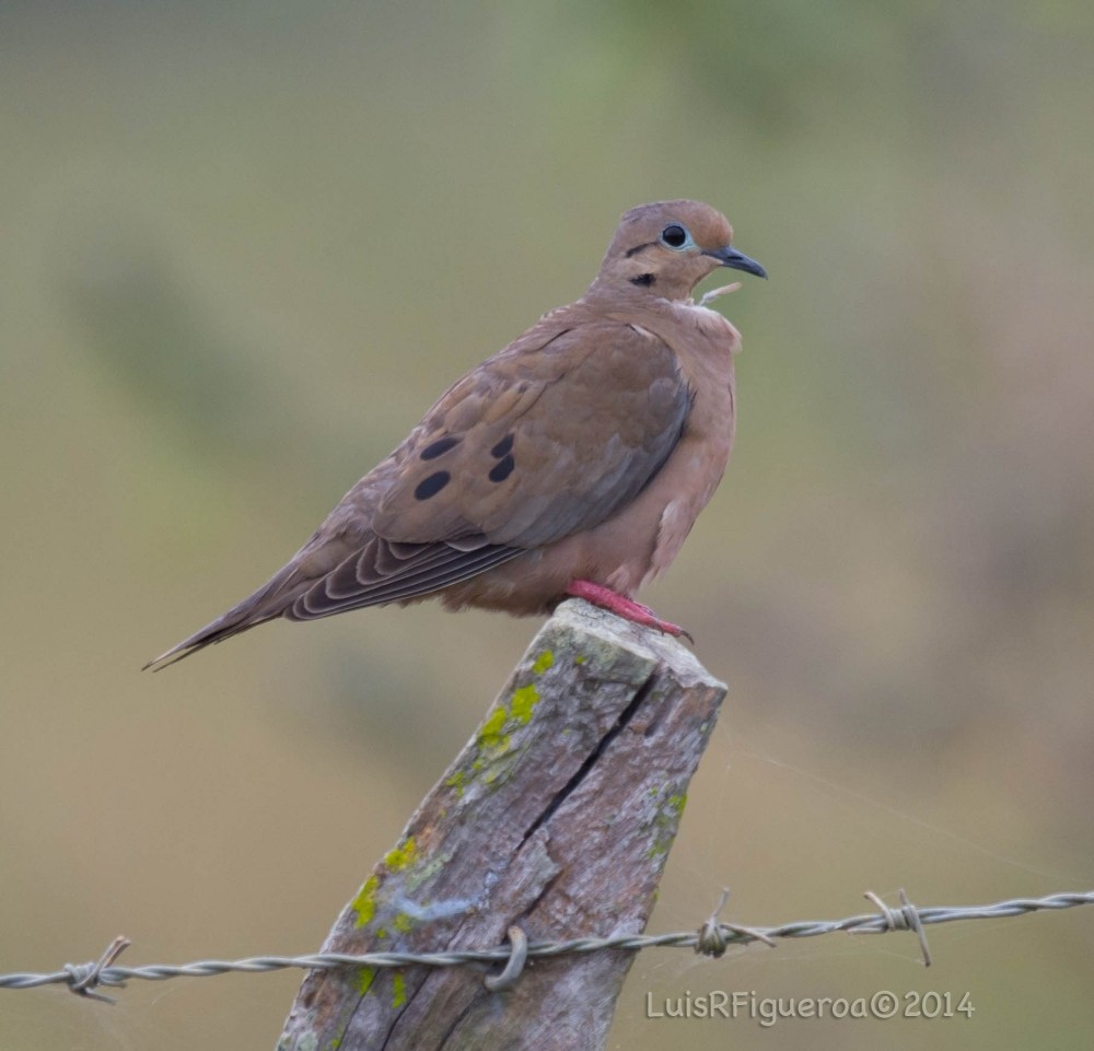 Eared Dove - ML204920621