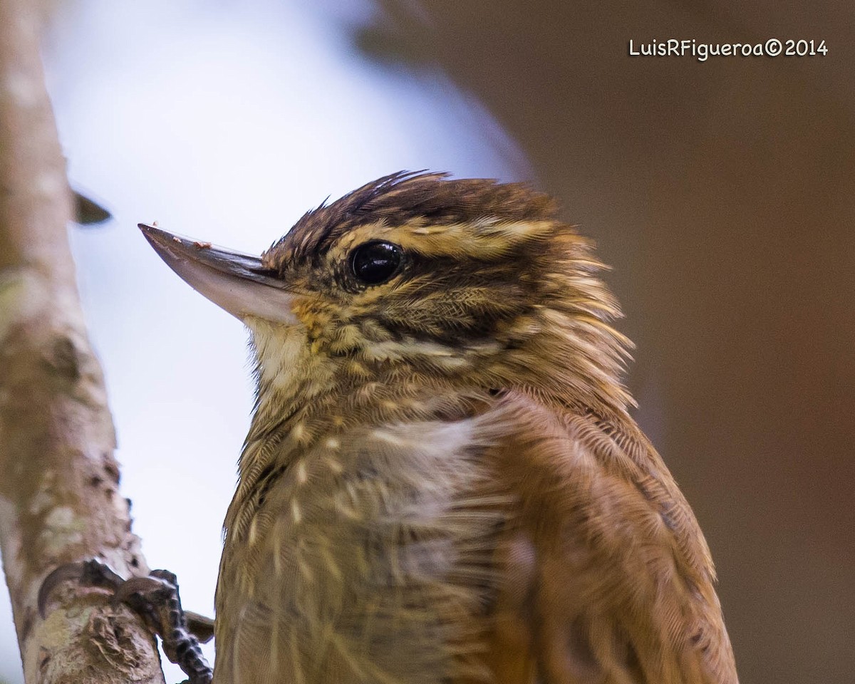 Streaked Xenops - ML204920741