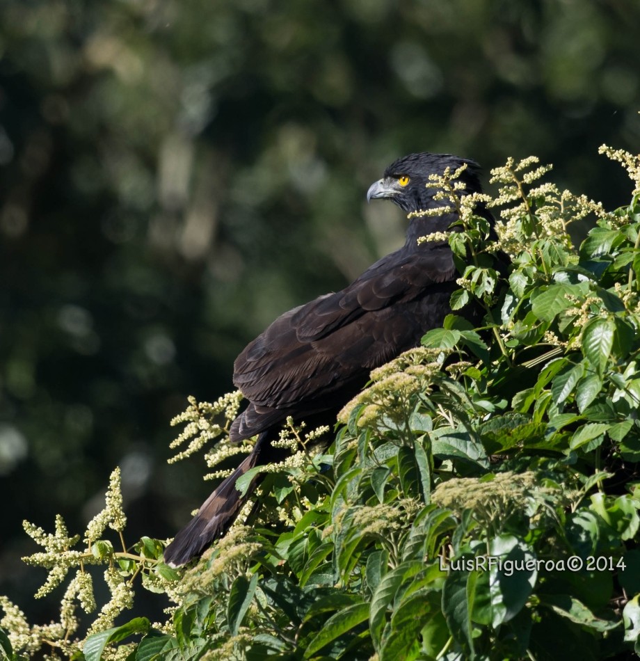 Black Hawk-Eagle - ML204920751