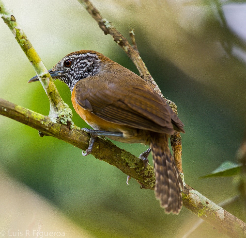 Rufous-breasted Wren - Luis R Figueroa