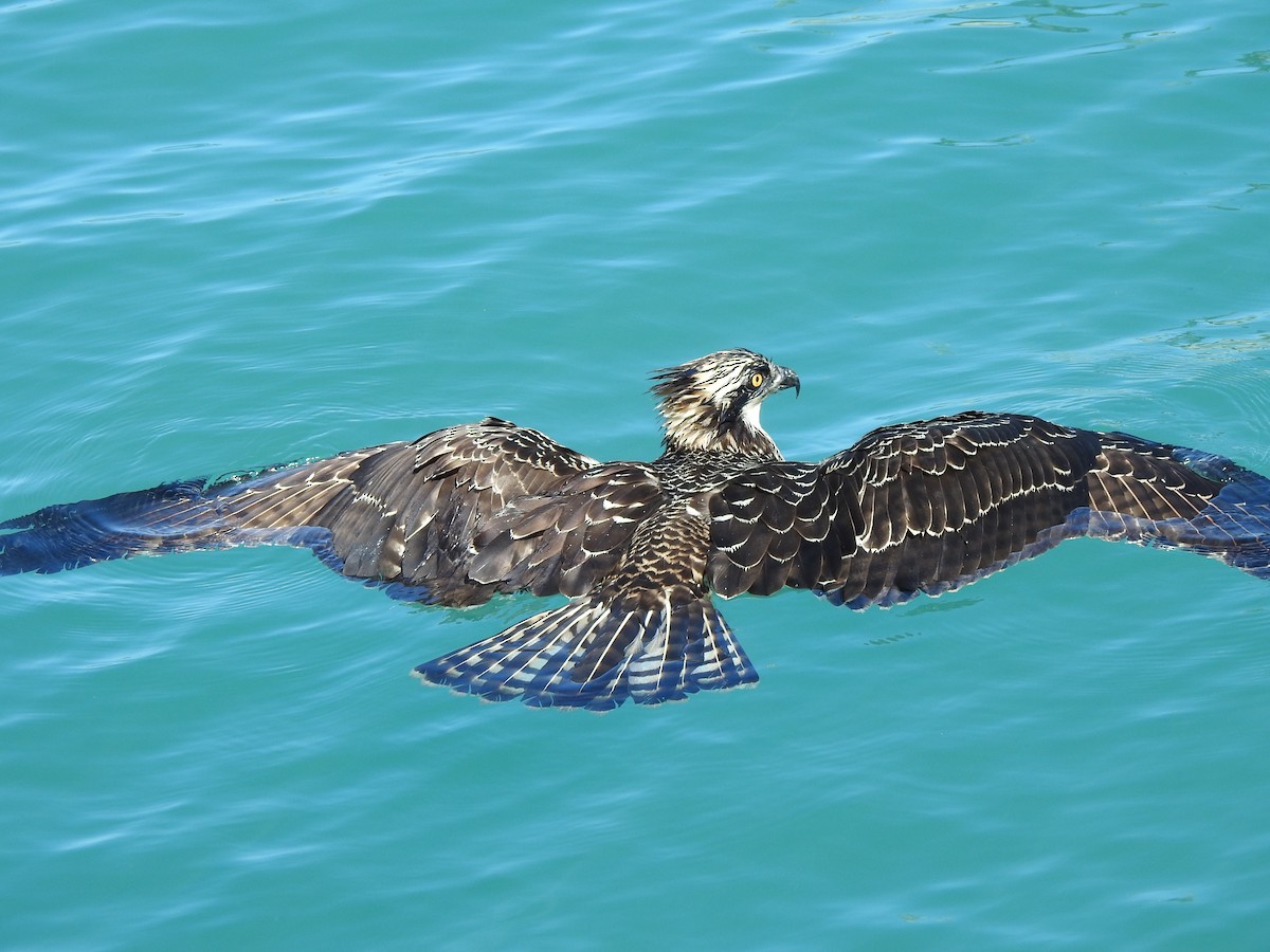 Osprey - Linda J. Barry