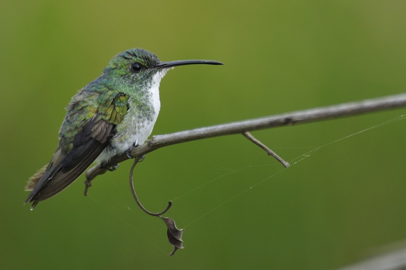 Plain-bellied Emerald - ML204921011