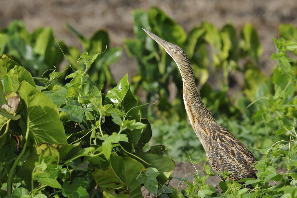 Pinnated Bittern - ML204921051