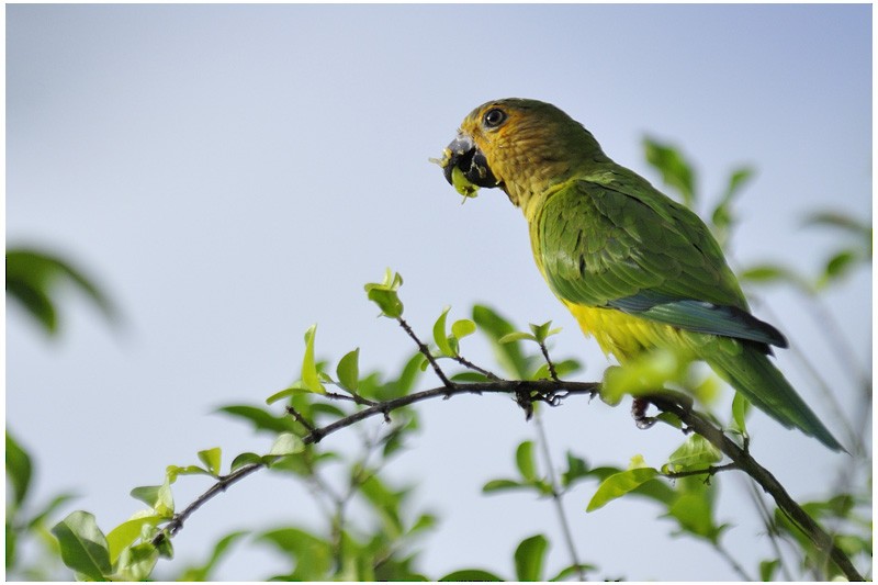 Brown-throated Parakeet (Venezuelan) - ML204921111