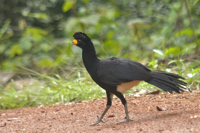 Black Curassow - ML204921151