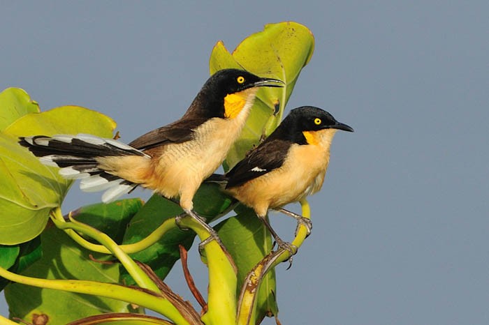 Black-capped Donacobius - Patrick Ingremeau