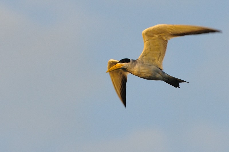 Large-billed Tern - ML204921171