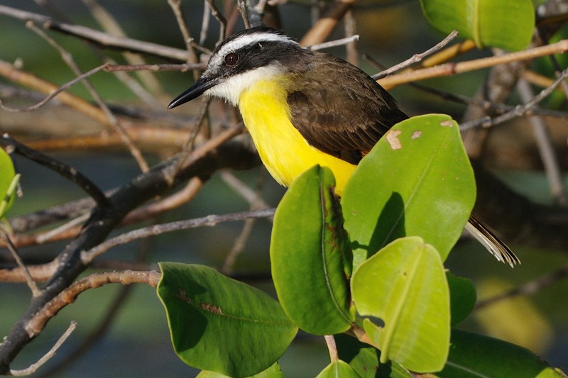 Lesser Kiskadee - Patrick Ingremeau