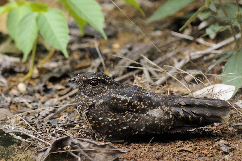 Blackish Nightjar - ML204921541