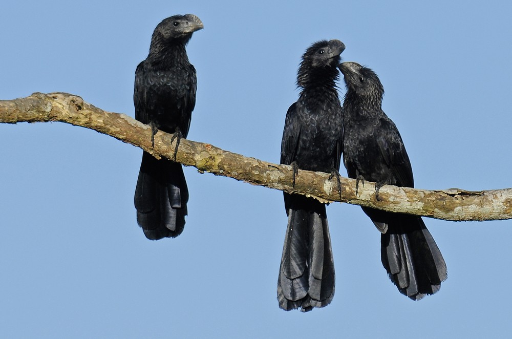 Smooth-billed Ani - ML204921551