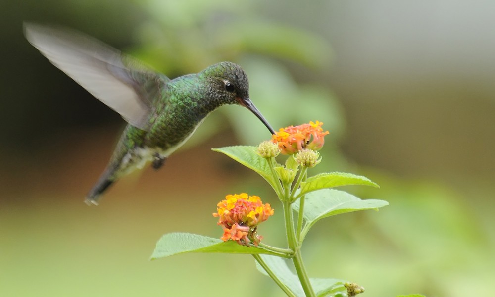 Glittering-throated Emerald - Patrick Ingremeau