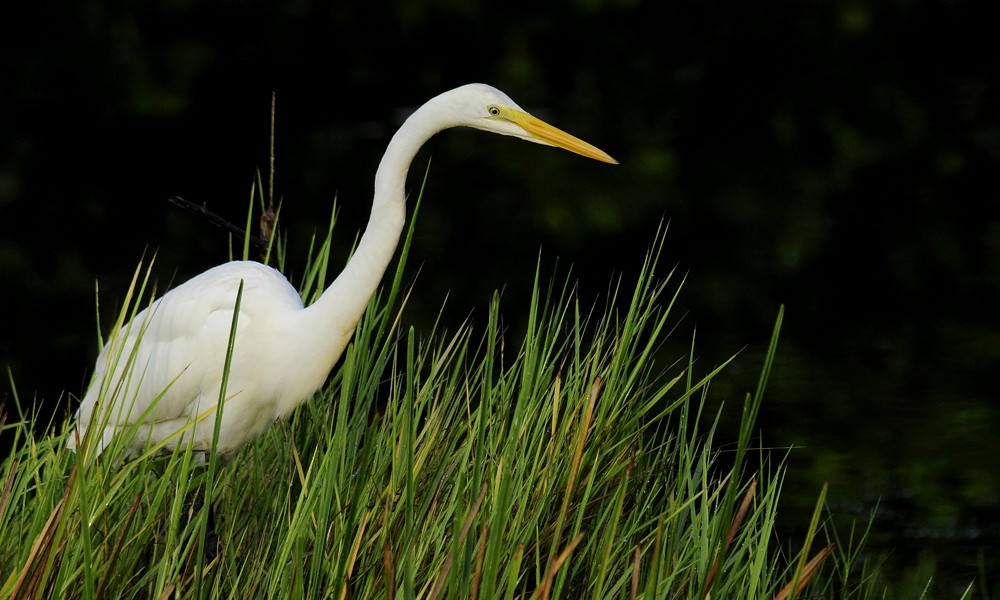 Great Egret (American) - Patrick Ingremeau