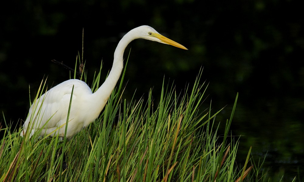 Great Egret (American) - ML204921581