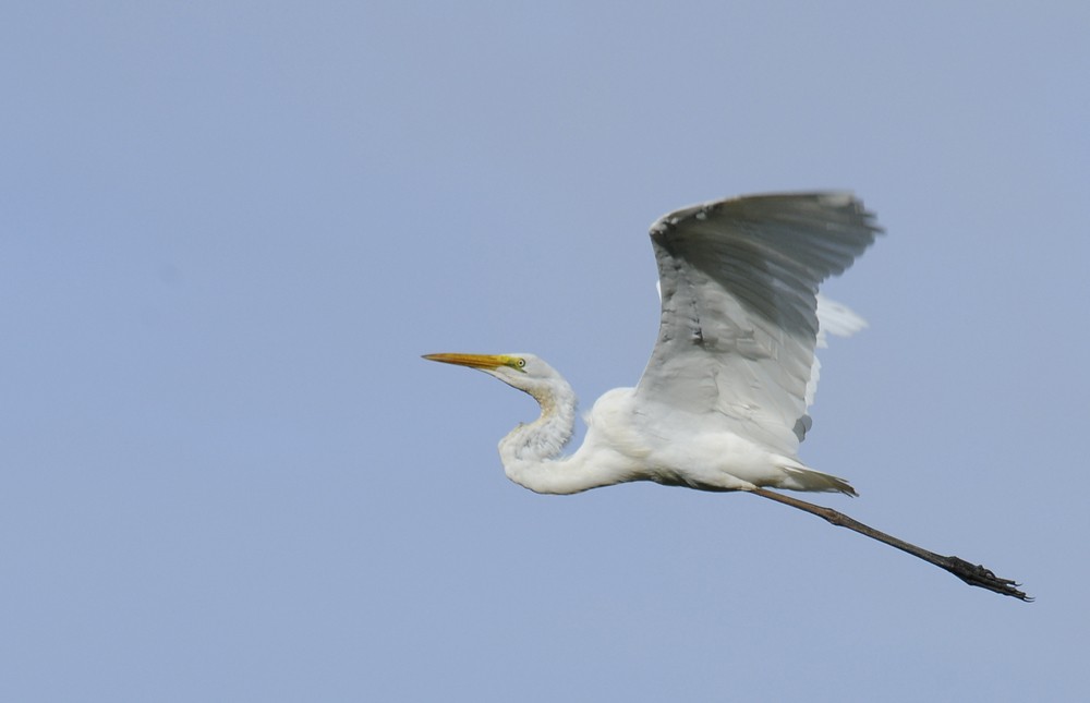 Great Egret (American) - ML204921591