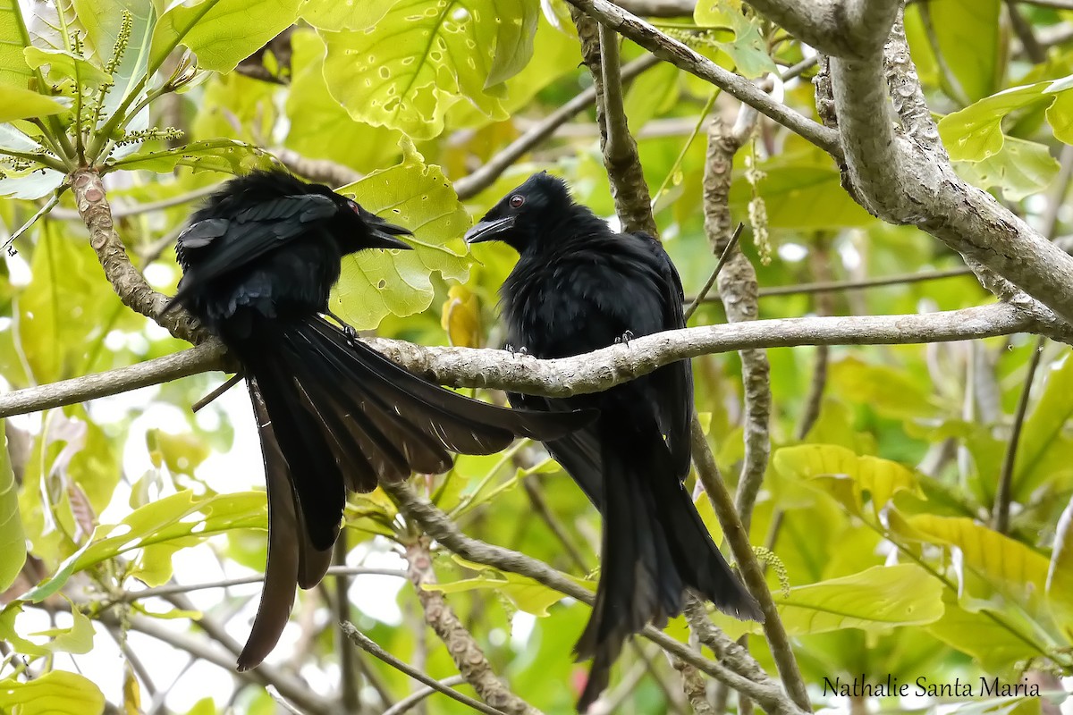 Drongo de Mayotte - ML204921791