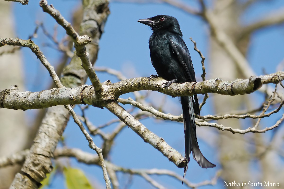 Drongo de Mayotte - ML204921801