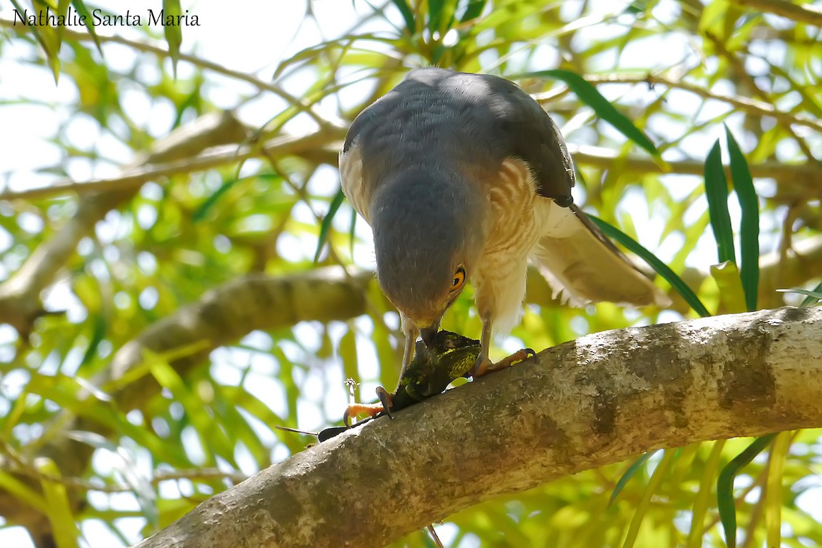 Frances's Sparrowhawk - Nathalie SANTA MARIA