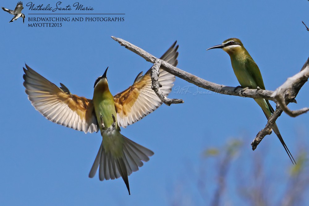 Olive Bee-eater - ML204921981