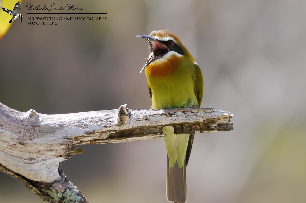 Olive Bee-eater - ML204921991