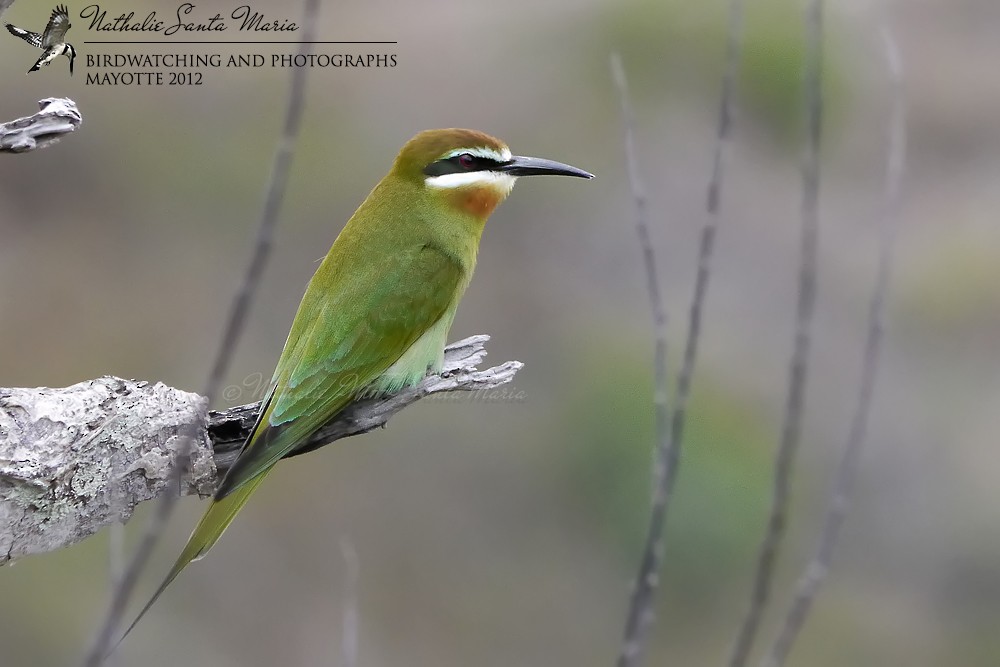 Olive Bee-eater - ML204922001