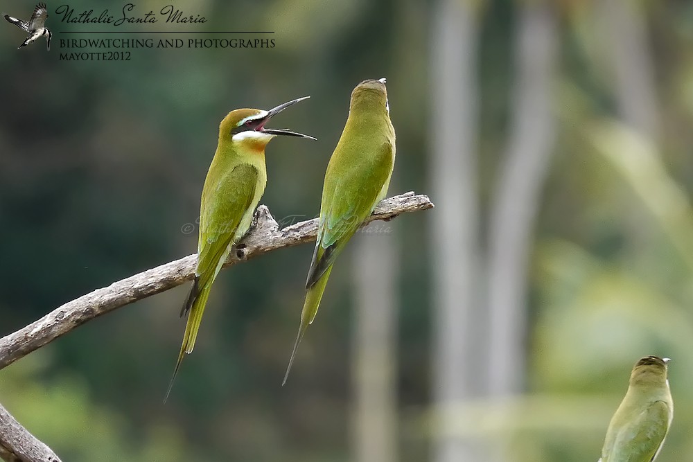 Olive Bee-eater - ML204922011