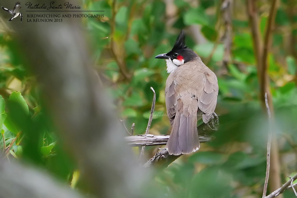 Red-whiskered Bulbul - ML204922201