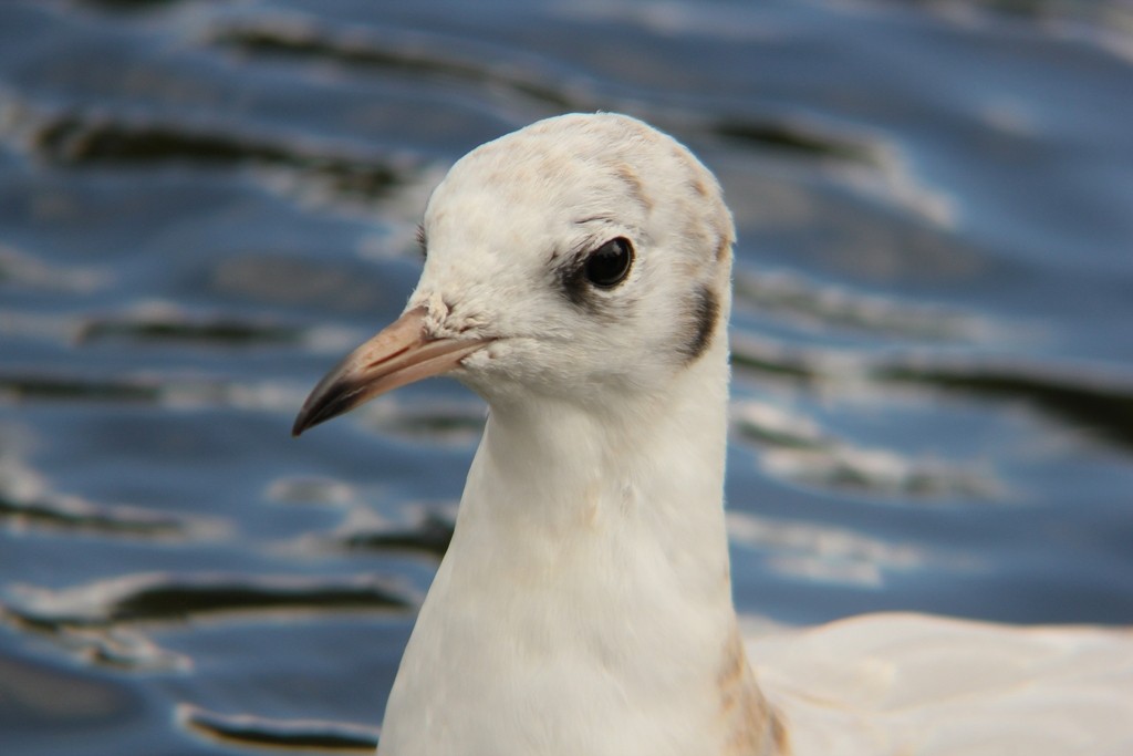Mouette rieuse - ML204922421