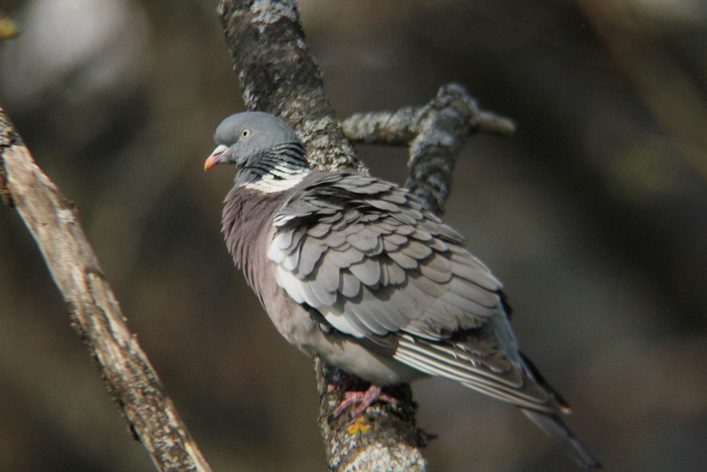 Common Wood-Pigeon (White-necked) - Anne Carrington-Cotton