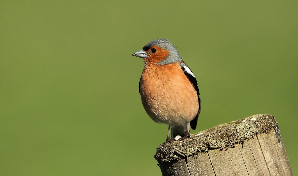 Common Chaffinch - ML204922571