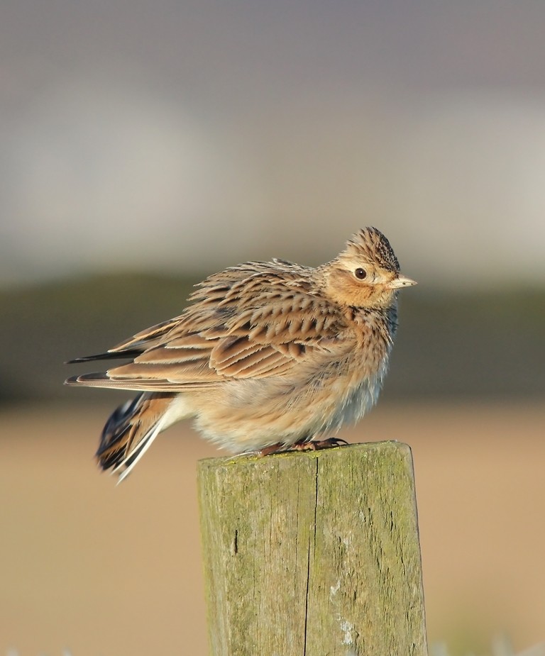 Eurasian Skylark (European) - ML204922621