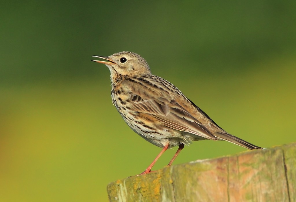 Meadow Pipit - Anne Carrington-Cotton