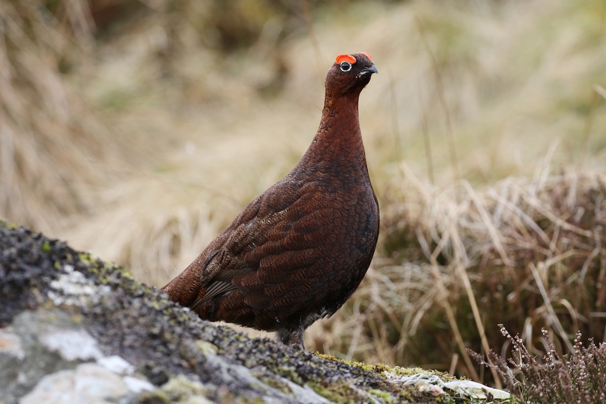 Willow Ptarmigan (Red Grouse) - ML204922681