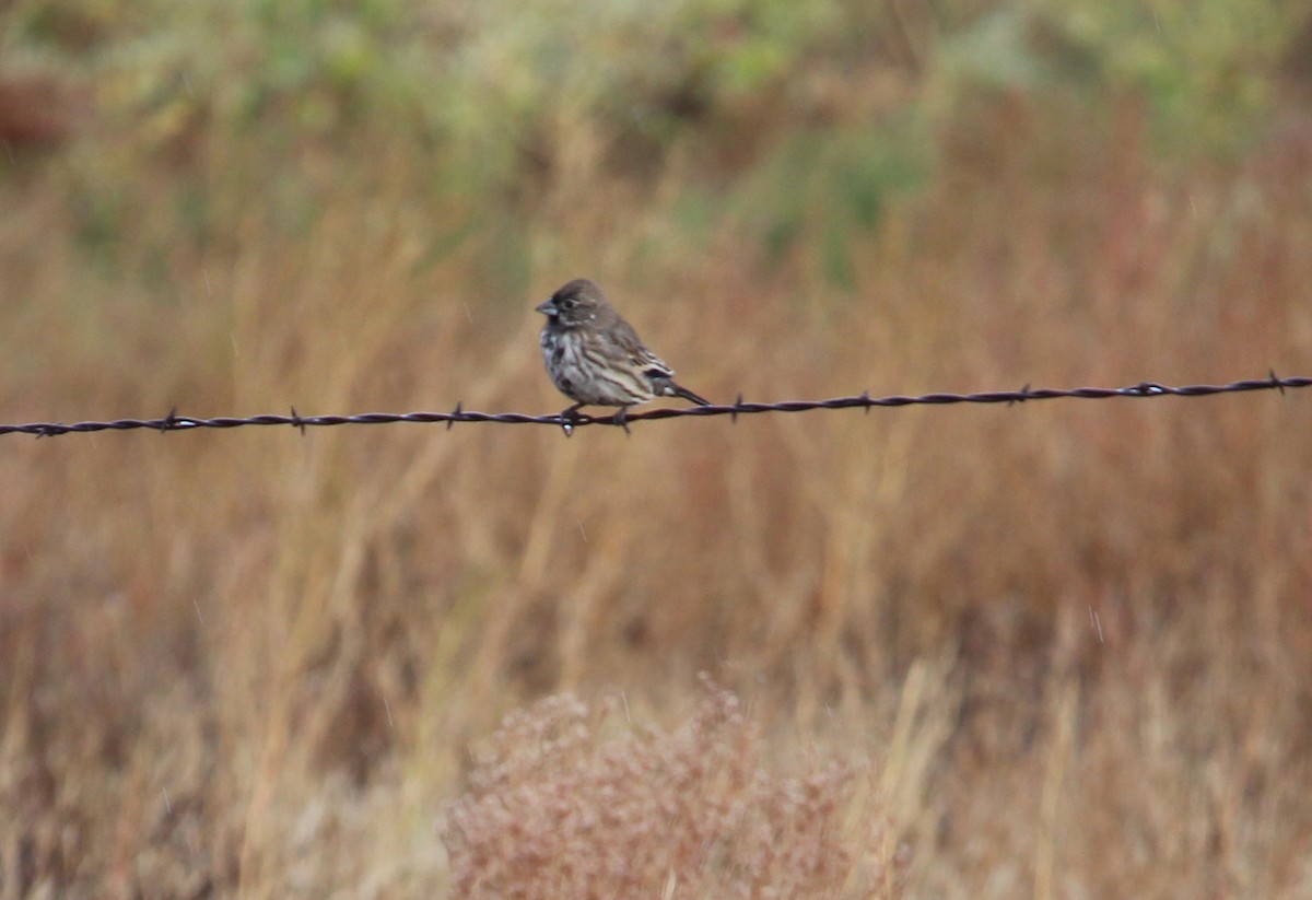 Lark Bunting - ML20492271