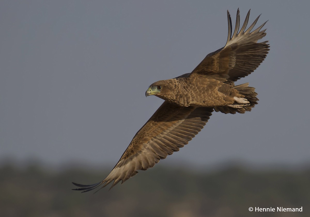 Bateleur - ML204922721