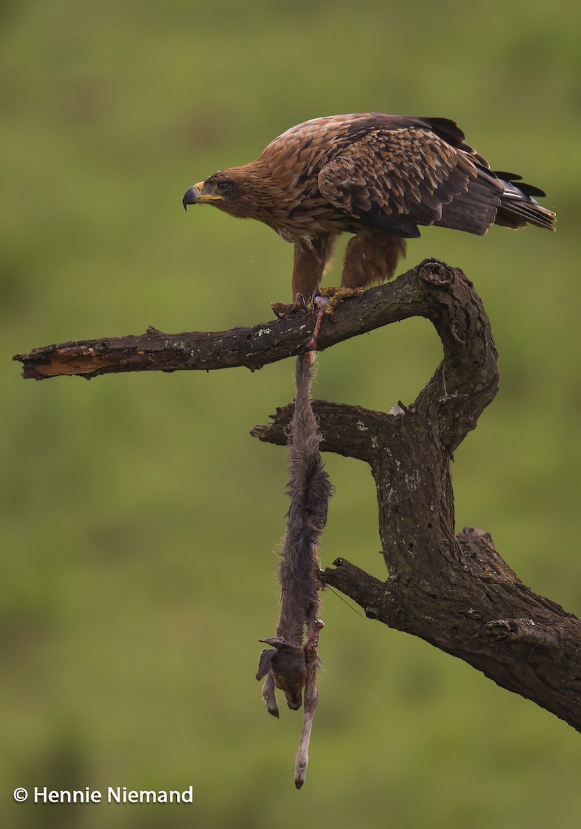 Tawny Eagle - ML204922731