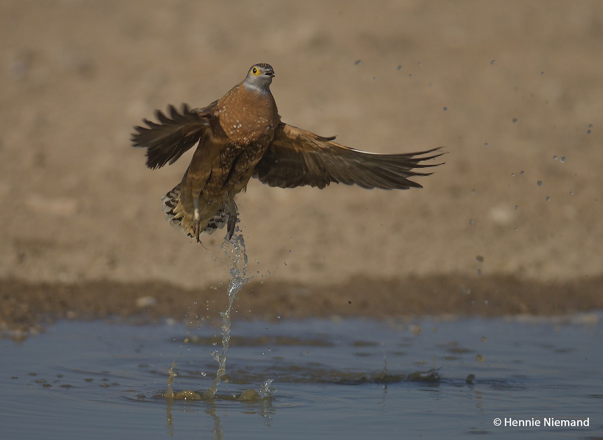 Burchell's Sandgrouse - ML204922751