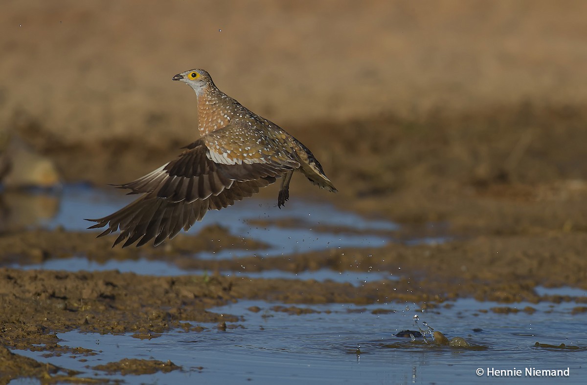 Burchell's Sandgrouse - ML204922761