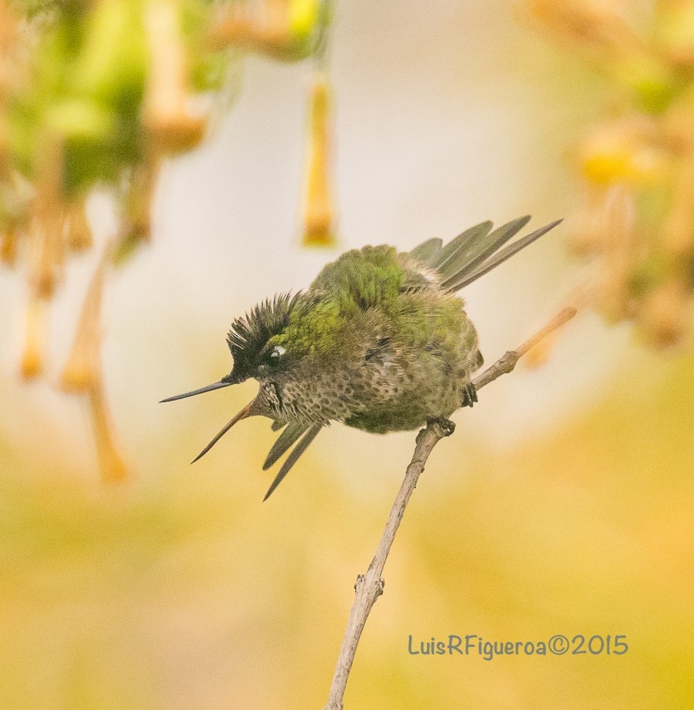 Green-backed Firecrown - ML204922971