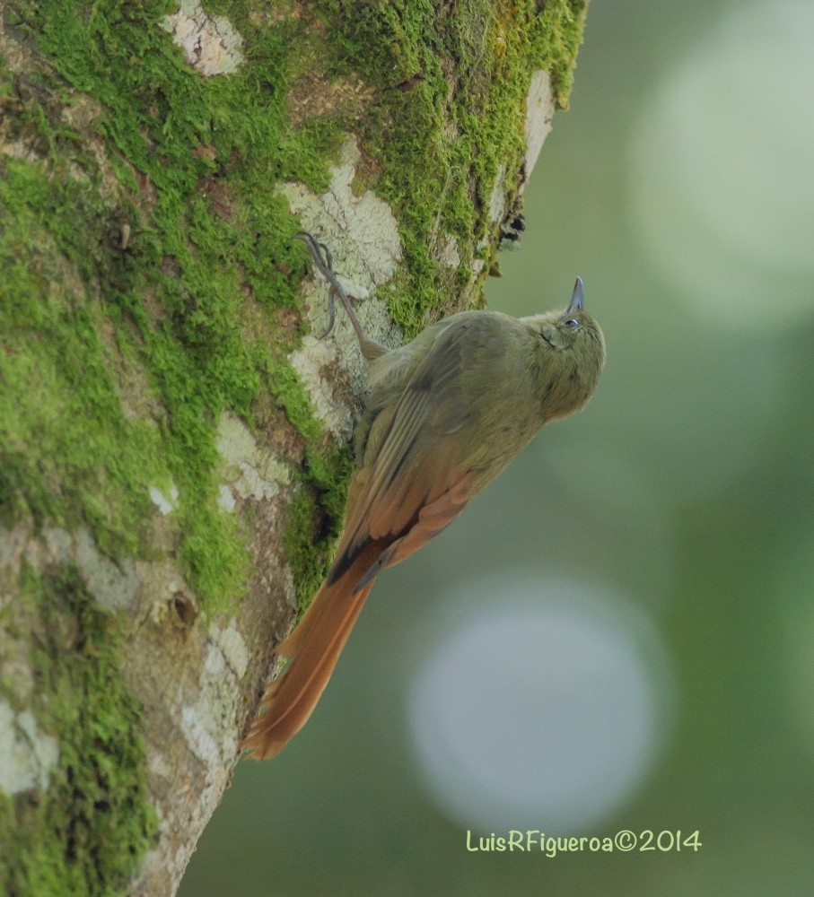 Olivaceous Woodcreeper (Grayish) - ML204923051