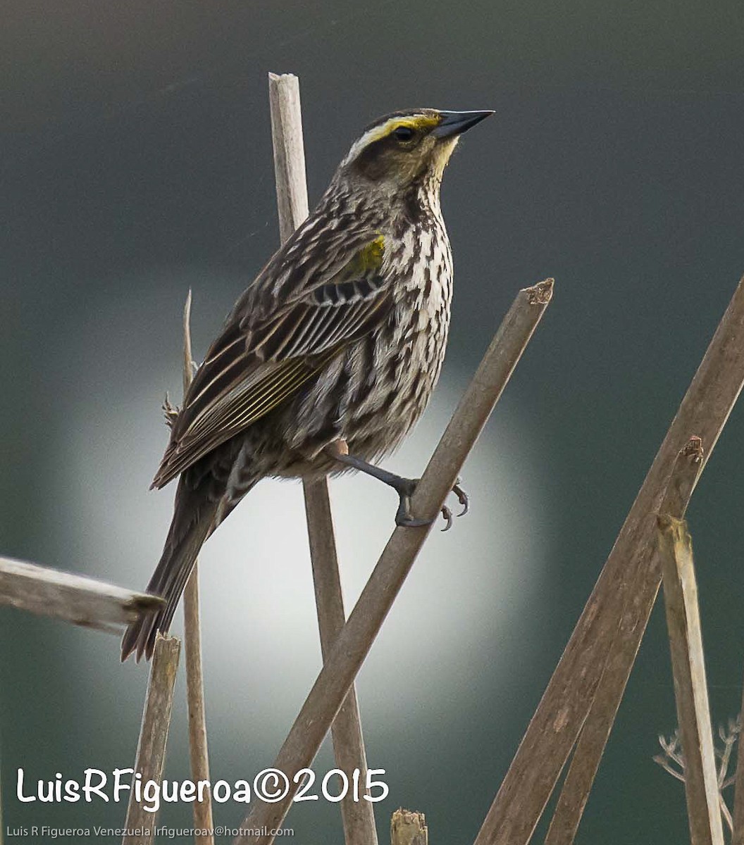 Yellow-winged Blackbird - ML204923291