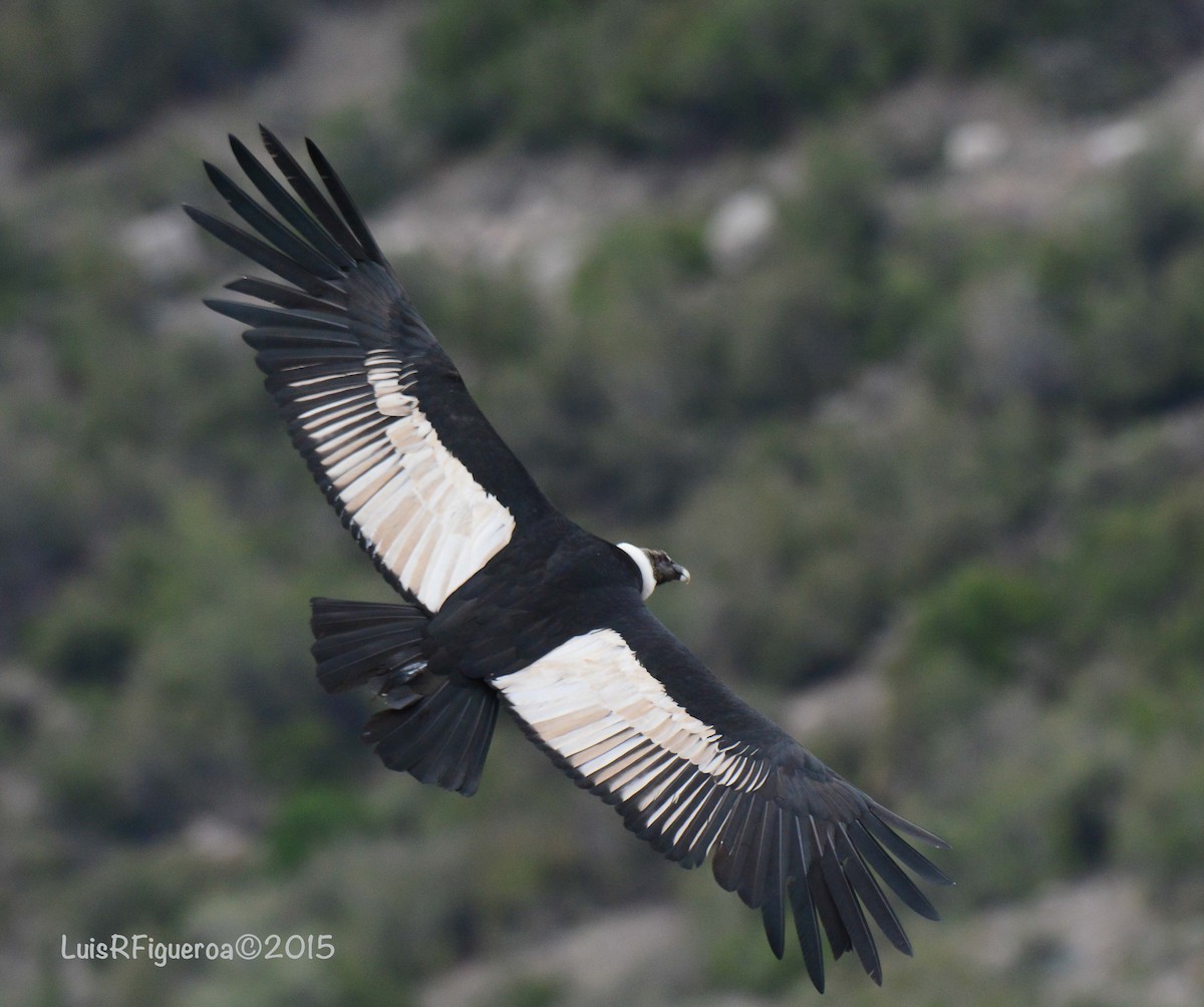 Andean Condor - Luis R Figueroa