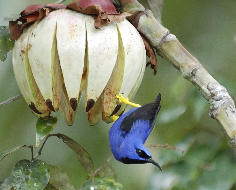 Purple Honeycreeper - ML204923431